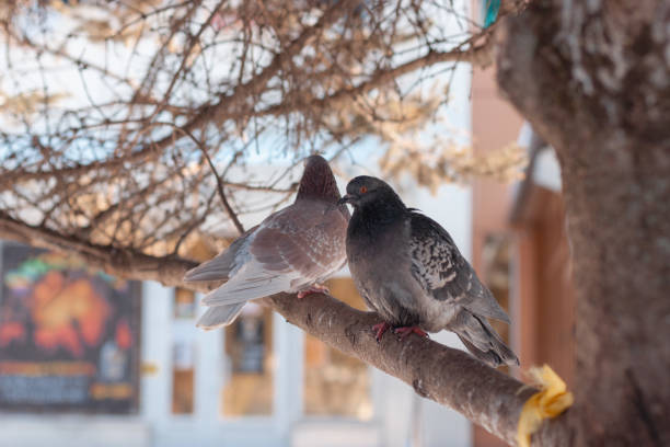 Two pigeons are sitting on a tree brunch in the park during spring or winter. One is looking behind and the other is looking to the side. Sunny morning day