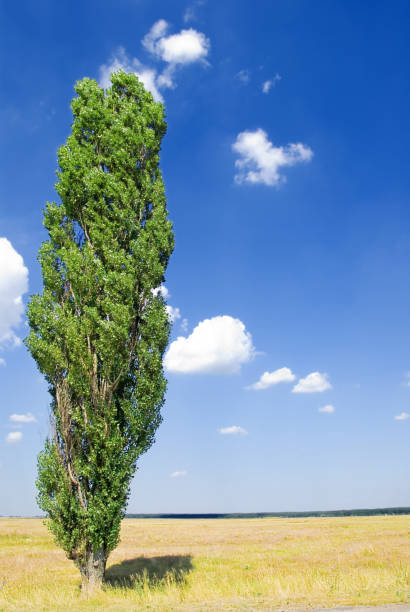 slender poplar on wind slender poplar on wind poplar tree audio stock pictures, royalty-free photos & images