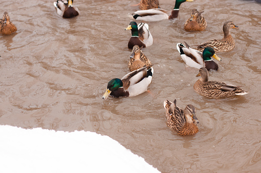 Several ducks in the green pond swimming and eating during a snowy winter. Sunny morning