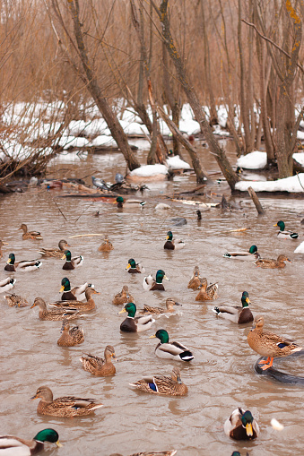 Lots of ducks in the green pond swimming and eating during a snowy winter. Sunny morning
