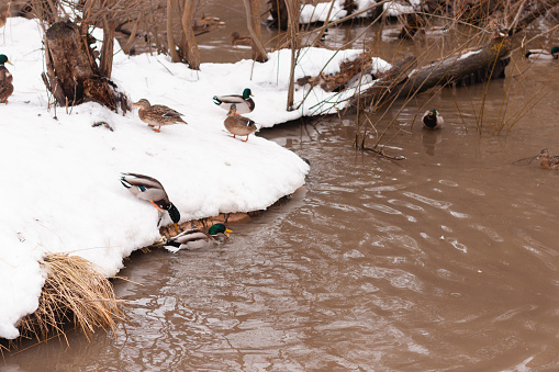 Several ducks in the green pond swimming and eating during a snowy summer. Sunny morning