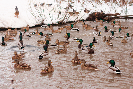 Lots of ducks in the green pond swimming and eating during a snowy winter. Sunny morning