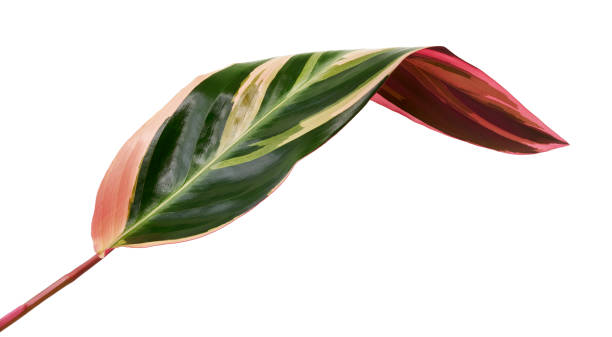 istock Stromanthe triostar leaf, Tropical foliage isolated on white background, with clipping path 1372476791