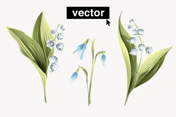 Lily Of The Valley Watercolor Illustrations, Royalty-Free Vector Graphics &  Clip Art - iStock