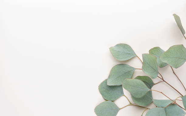 istock Eucalyptus composition. Pattern made of various colorful flowers on white background. Flat lay stiil life. 1372477498