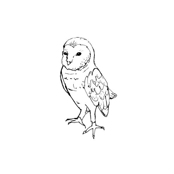 изображение амбарной совы в черно-белом цвете - portrait birds wild animals animals and pets stock illustrations