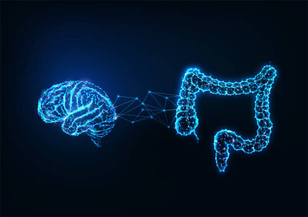 Futuristic gut brain connection concept with glowing low polygonal human brain and intestine Futuristic gut brain connection concept with glowing low polygonal human brain and intestine isolated on dark blue background. Modern wire frame mesh design vector illustration. intestine stock illustrations