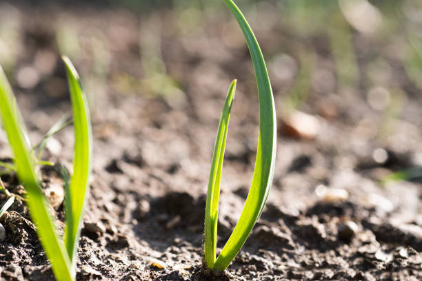 istock Green spring shoots of green young onion 1372478444