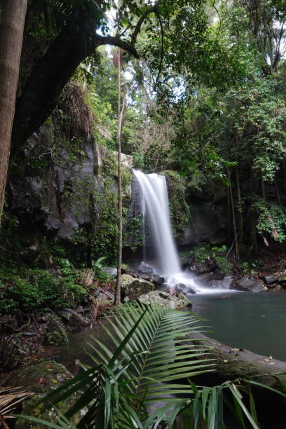 istock Curtis falls at Mount Tambourine, Qld, Australia 1372479476