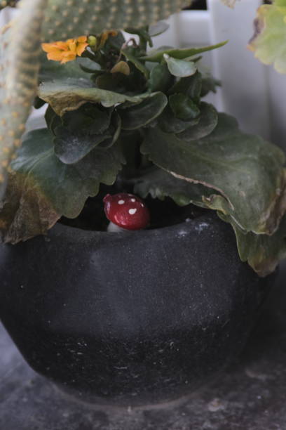istock Scene mushroom in flower pot 1372479500