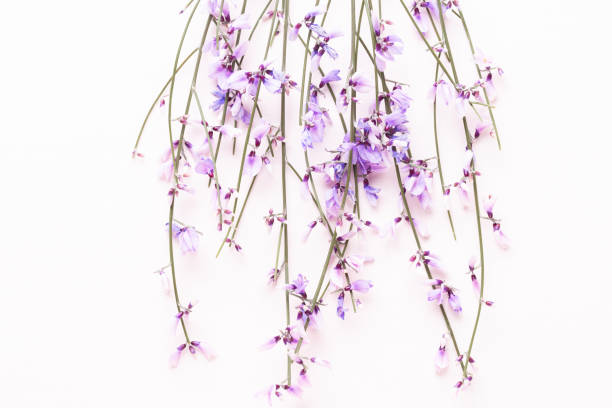 istock Flowers composition. Pink flowers on pink background. Easter, spring concept. Greeting card. 1372479594