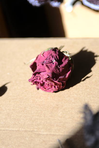istock Daylight dried rose together. 1372479628