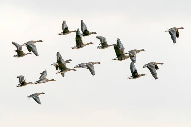 istock A group of Greater White-fronted Goose (Anser albifrons) in flight. 1372480883