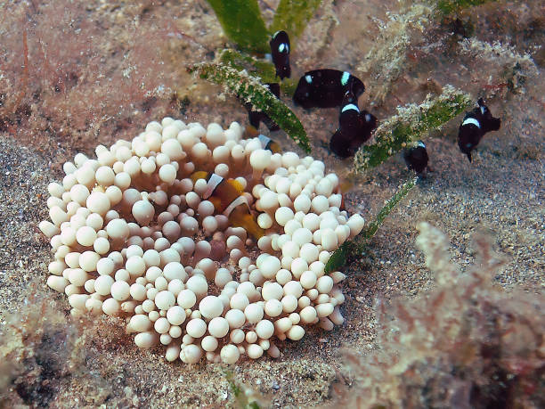 dascyllus trimaculatus (dascyllus trimaculatus) dans la mer rouge, égypte - red sea taba sand reef photos et images de collection