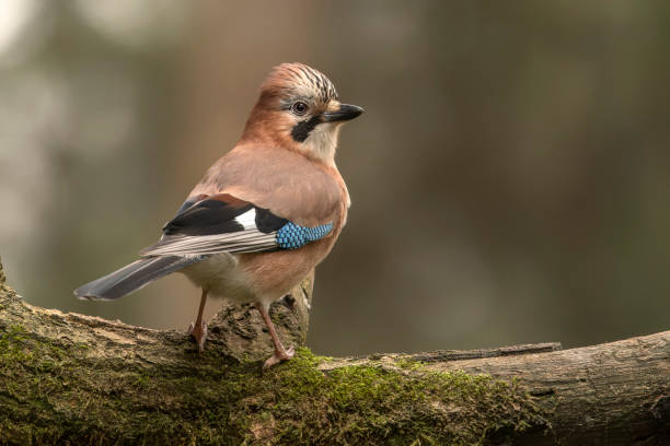 istock Eurasian Jay (Garrulus glandarius) on a branch in the forest 1372482308