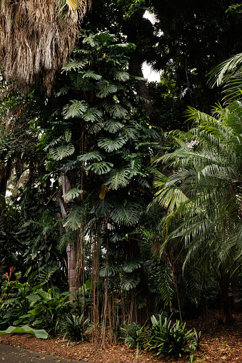 Very large Monstera deliciosa plant growing up a tree.