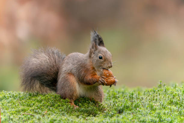 istock Eurasian red squirrel (Sciurus vulgaris) eating a walnut in the forest 1372485780