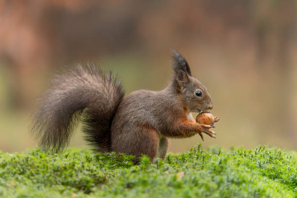 istock Eurasian red squirrel (Sciurus vulgaris) eating a walnut in the forest 1372485864