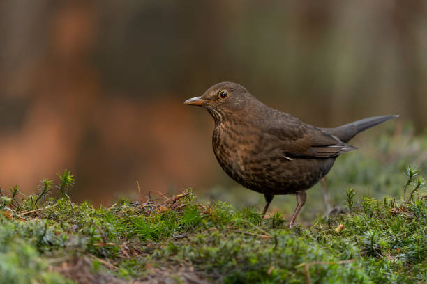 istock Female Blackbird (Turdus merula)in an forest 1372485884