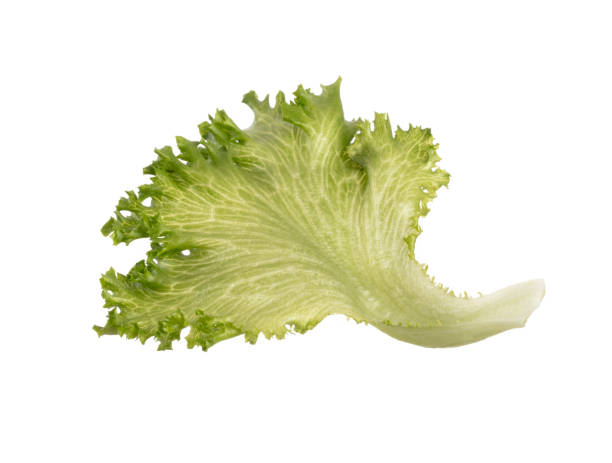istock Salad leaves Bio lettuce isolated on white background. 1372486222