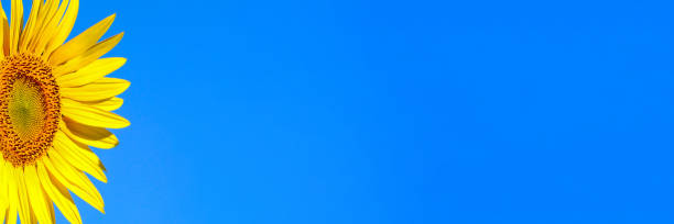 istock A blooming common sunflower against the blue sky. Web banner with copy space. 1372487010