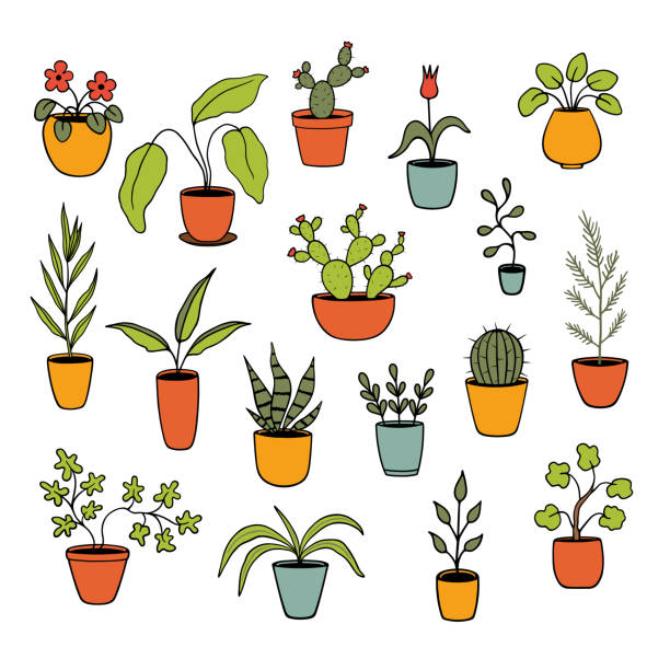 Set of houseplants Isolated elements on white background. EPS 10 chlorophytum comosum stock illustrations