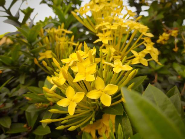 istock Poor asoca/ asoka flower 1372488328