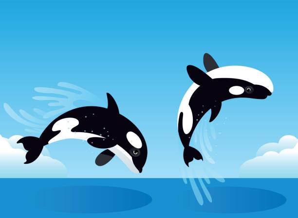 Killer Whale jumping Vector Killer Whale jumping whale jumping stock illustrations