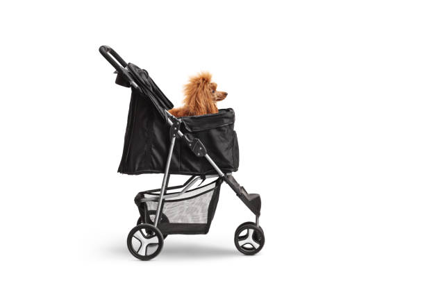 istock Studio shot of a red poodle in a dog stroller 1372488785