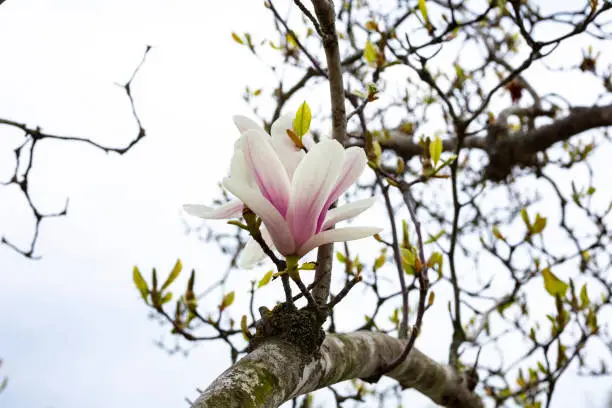 Tulip-Magnolia, Magnolia x soulangeana Lennei, during flowering. Spring March