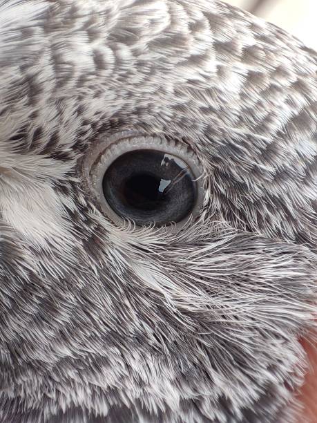 istock Beautiful black eye of bird. 1372490114