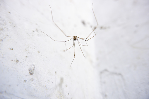 The warehouse spider (Pholcidae) is a spider with a small body but very long legs and is often found around houses and warehouses.