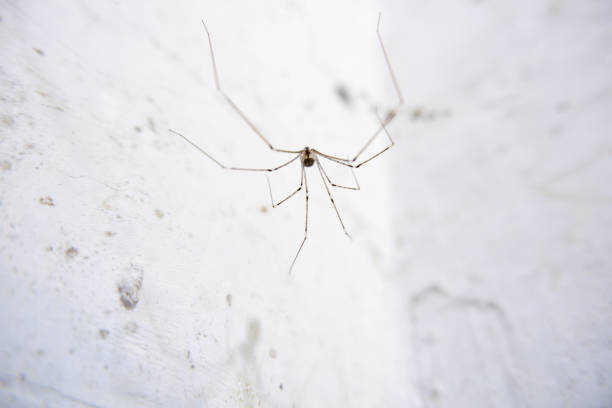 960+ Daddy Long Legs Spider Stock Photos, Pictures & Royalty-Free