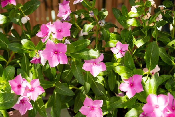 commonly known as bright eyes, pink or rose periwinkle Catharanthus roseus, commonly known as bright eyes, Cape periwinkle, graveyard plant, Madagascar periwinkle, old maid, pink or rose periwinkle. Selective Focus. catharanthus roseus stock pictures, royalty-free photos & images