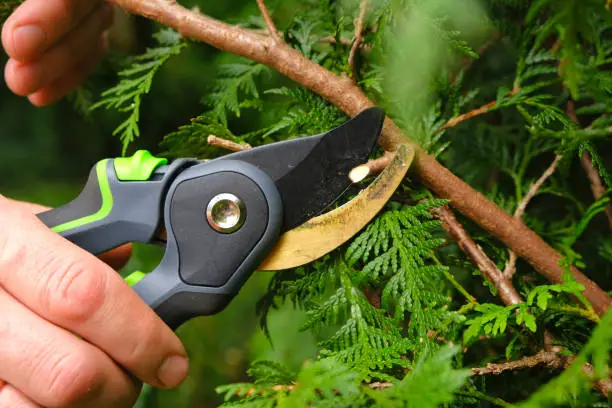 Pruning thuja.Garden Plants Pruning Tool. Garden shears in male hands close-up cutting a hedge.Gardening and plant formation.Gardening and farming tools