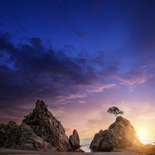 Beautiful sunset above lonely tree on a rocks at Tossa de Mar, Spain