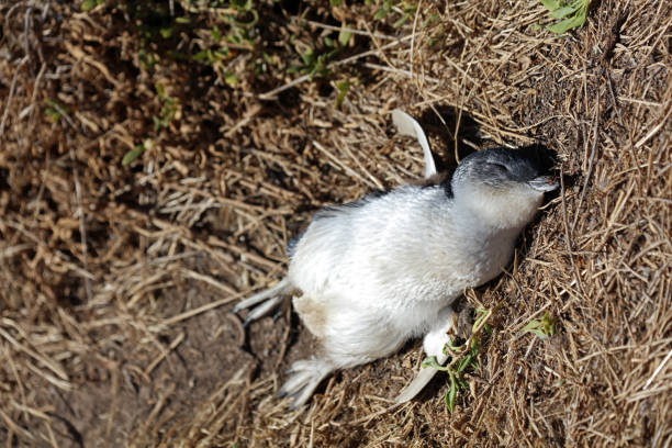 мертвый молодой пингвин в австралии - fairy penguin стоковые фото и изображения