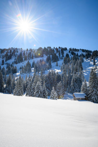 Winter landscape with snow covered trees and a small stable at the border between Austria and Germany. Hochhaederich, Vorarlberg