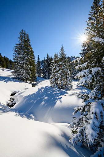 Winter landscape with snow covered trees and a winding small stream at the border between Austria and Germany. Hochhaederich, Vorarlberg
