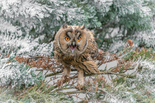 istock Beautiful The long-eared owls (Asio otus) on a branch. 1372497436