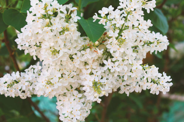 istock White lilac flowers. Close-up. Background. 1372498672