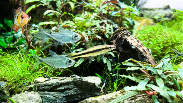 istock Siamese Algae-eater, Costae Tetra and Ram cichlid in the home aquarium with plants 1372499892