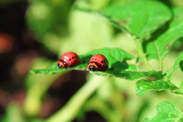 istock Colorado potato beetle eats leaves. Close-up. Background. 1372501113
