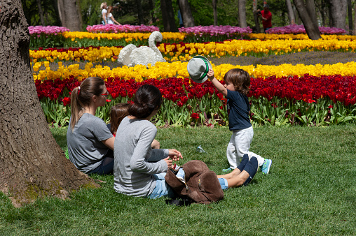 Istanbul, Turkey - April 28, 2015: Emirgan Grove becomes colorful when tulip flowers bloom in spring. The tulip has survived to the present day as a symbol of the Ottoman period. It is cultivated and planted in parks and gardens. When tulip flowers bloom in Emirgan Grove in spring, families come to this park with their children.