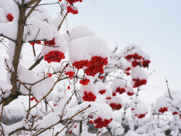 istock Red Viburnum berries on branches covered with snow. 1372503812