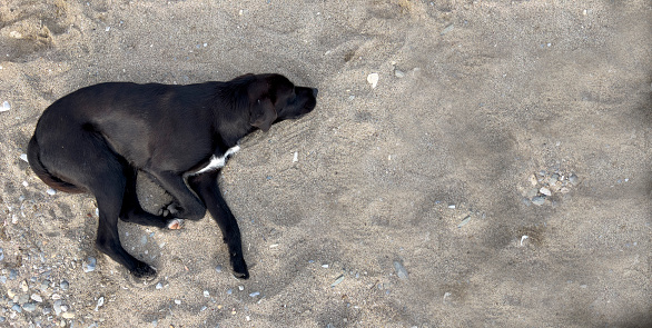 A black young dog is lying on the side on grey colored sandy beach with little pebbles. Home pet or street stray. Animal background with copy space.