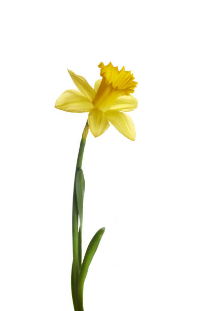 istock Spring yellow daffodil flower isolated on white background. 1372504025