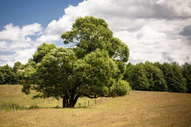 istock Big single tree on farmland meadow. Sunny summer landscape. 1372504124