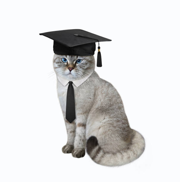 istock Cat ashen wears square academic hat 1372504526