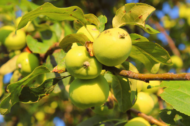 Ripe small apples on the branches. Grade Ural bulk. Close-up. Background. Landscape. stock photo